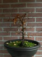 Carpinus betulus bonsai, Volle zon, Bloeit niet, Minder dan 100 cm, Overige soorten