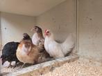 Te koop raszuivere Serama's., Dieren en Toebehoren, Pluimvee, Vrouwelijk, Kip