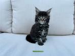 Maine coon kittens met stamboom geteste ouders., Dieren en Toebehoren, Katten en Kittens | Raskatten | Langhaar, Meerdere dieren