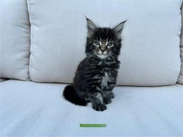 Maine coon kittens met stamboom geteste ouders. beschikbaar voor biedingen