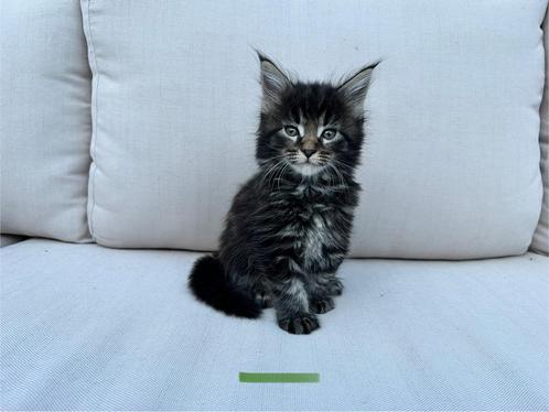 Maine coon kittens met stamboom geteste ouders., Dieren en Toebehoren, Katten en Kittens | Raskatten | Langhaar, Meerdere dieren
