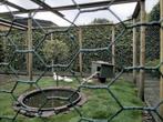 Witte manderijneenden, Dieren en Toebehoren, Pluimvee, Meerdere dieren, Eend