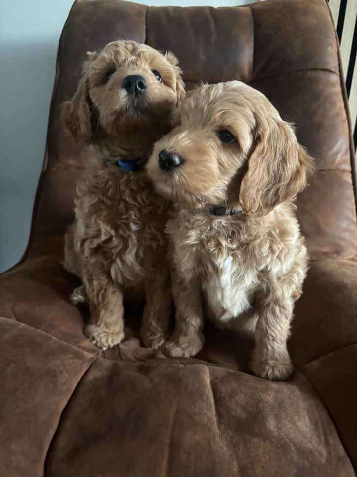 Australian labradoodle pups nog 2 reutjes, Dieren en Toebehoren, Honden | Retrievers, Spaniëls en Waterhonden, Meerdere dieren