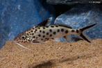 Koekoeksmeerval - Synodontis Multipunctatus, Dieren en Toebehoren, Vissen | Aquariumvissen, Vis, Zoetwatervis