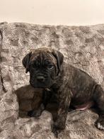 2 prachtige  cane corso pups MOGEN NEST VERLATEN  IN BELGIE, Dieren en Toebehoren, Rabiës (hondsdolheid), Overige rassen, 8 tot 15 weken