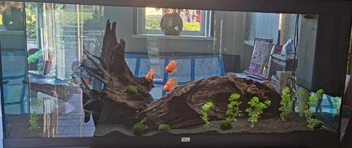 Papegaai cichlide 3x, Dieren en Toebehoren, Vissen | Aquariumvissen, Zoetwatervis, Vis