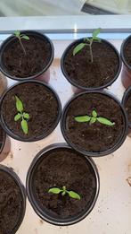 Biologische Cherry Tomatenplantjes, Ophalen, Voorjaar, Volle zon, Zaad