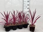 Cordyline austr. 'Pink Passion 🌸  roze koolpalm 🌸, Ophalen, Overige soorten, Volle zon