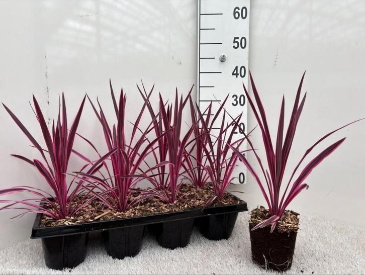 Cordyline austr. 'Pink Passion 🌸  roze koolpalm 🌸, Tuin en Terras, Planten | Tuinplanten, Overige soorten, Volle zon, Ophalen