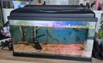 Aquarium incl vissen en toebehoren, Ophalen, Gevuld zoetwateraquarium