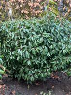Portugese Laurier - Prunus lusitanica, Tuin en Terras, Ophalen, Laurier, Haag, Minder dan 100 cm