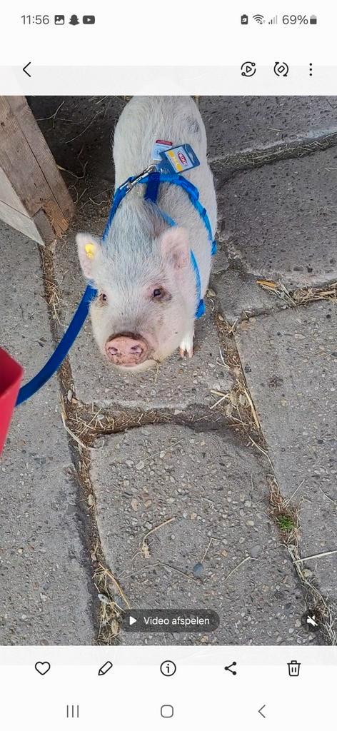Lief en gezellig mini varken, Dieren en Toebehoren, Schapen, Geiten en Varkens, Varken, Mannelijk
