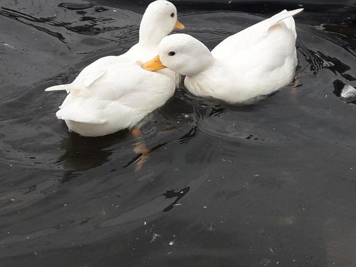 Diverse ras eenden, Dieren en Toebehoren, Pluimvee, Eend, Meerdere dieren