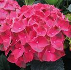 Hortensia planten, Tuin en Terras, Planten | Tuinplanten, Halfschaduw, Zomer, Vaste plant, Overige soorten