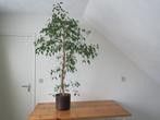 plant, Ophalen of Verzenden, Ficus, In pot