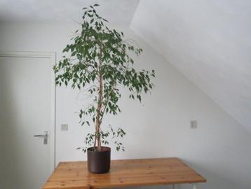 plant beschikbaar voor biedingen