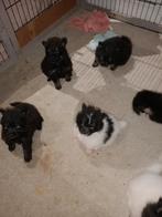 Mooie 100% pomeriaan pups, 3 reutjes en nog 1 teefje., Dieren en Toebehoren, Honden | Poolhonden, Keeshonden en Oertypen, Keeshond