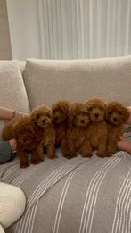 Toy Poodle - Toy Poedel, Poedel, Particulier, 15 weken tot 1 jaar, Buitenland