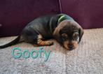 Dwerg Teckel puppy's te koop. Black- Tan. 6-1-2026 geboren, Dwerg, Meerdere, Meerdere dieren, Ruwhaar