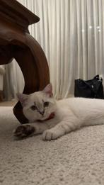 Dekkater beschikbaar voor paring, Kater