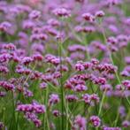 IJzerhard Verbena bonariensis, Ophalen of Verzenden, Voorjaar, Volle zon, Zaad