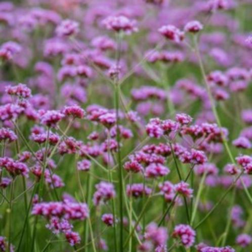 IJzerhard Verbena bonariensis, Tuin en Terras, Bloembollen en Zaden, Zaad, Voorjaar, Volle zon, Ophalen of Verzenden