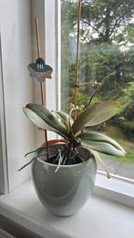 Orchidee / Orchid Gorgeous Gold – Phalaenopsis in de knop, Huis en Inrichting, Overige soorten, In pot, Minder dan 100 cm, Bloeiende kamerplant