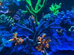 Montipora & SPS/LPS koralen te koop – Mooie stekken!, Dieren en Toebehoren, Overige typen, Zoutwatervis