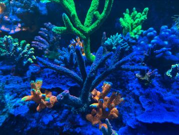 Montipora & SPS/LPS koralen te koop – Mooie stekken! beschikbaar voor biedingen