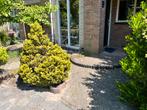 Gratis afhalen! Onverwoestbare tuinbestrating geel/oranje, Tuin en Terras, Ophalen, Gebruikt, Klinkers, 10 m² of meer