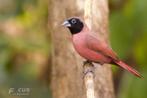 Wijnrode amarant - Lagonosticta vinacea, Meerdere dieren, Tropenvogel, Geringd