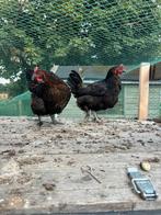 Mooie marans kippen te koop, Dieren en Toebehoren, Pluimvee