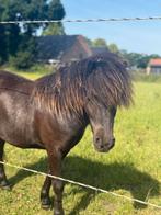 Shetlander hengst veulens, Dieren en Toebehoren, Hengst, A pony (tot 1.17m), Recreatiepony, 0 tot 2 jaar
