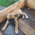 Puppy mechelse herder - mogen bijna mee naar huis, Dieren en Toebehoren, Honden | Herdershonden en Veedrijvers, 8 tot 15 weken