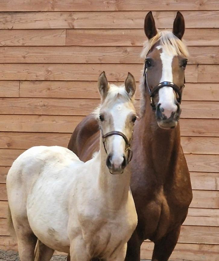 Blonde Everdale met palomino veulen!, Dieren en Toebehoren, Paarden, Meerdere dieren, 0 tot 2 jaar, Dressuurpaard, Met stamboom