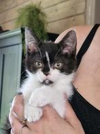 Kitten meisjes zwart-wit, Dieren en Toebehoren, Katten en Kittens | Overige Katten, Poes, Kortharig, 0 tot 2 jaar
