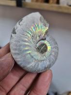 Geopaliseerde ammoniet, Verzamelen, Mineralen en Fossielen, Ophalen of Verzenden, Mineraal