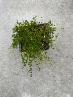Thymus albiflorus - Witte Tijm, Ophalen, Bodembedekkers, Volle zon, Vaste plant