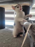 Super lieve kittens, Dieren en Toebehoren, Katten en Kittens | Raskatten | Korthaar, Meerdere dieren