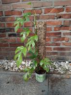 Raphidophora tetrasperma, Monstera minima, Huis en Inrichting, Kamerplanten, Ophalen, Halfschaduw, Minder dan 100 cm