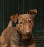Mooi Jack russel(russell)dekreutje, Reu, CDV (hondenziekte), 1 tot 2 jaar, Eén hond