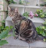 Lieve kat zoekt nieuw thuis, Dieren en Toebehoren, Katten en Kittens | Raskatten | Korthaar, Poes, Ontwormd, 6 jaar of ouder
