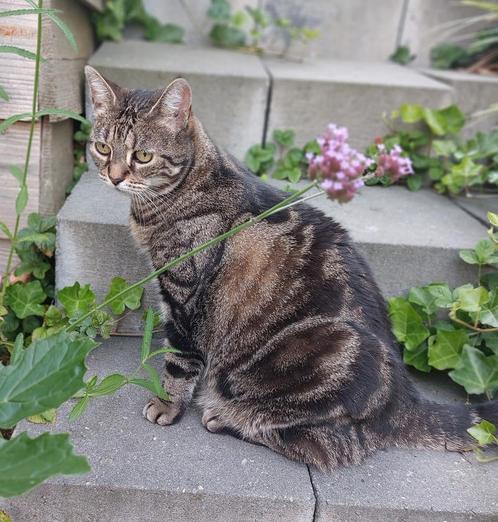 Lieve kat zoekt nieuw thuis, Dieren en Toebehoren, Katten en Kittens | Raskatten | Korthaar, Poes, 6 jaar of ouder, Ontwormd