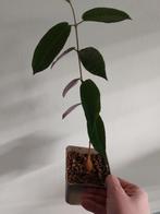 Fockea Natalensis Caudex, Vetplant, Minder dan 100 cm, Groene kamerplant, Halfschaduw