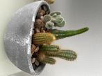 Cactussen, Huis en Inrichting, Kamerplanten, Cactus, Minder dan 100 cm, Ophalen of Verzenden, Halfschaduw