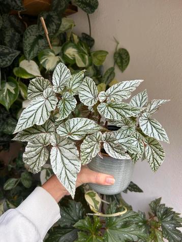 Begonia don miller, grote plant uit stekken beschikbaar voor biedingen