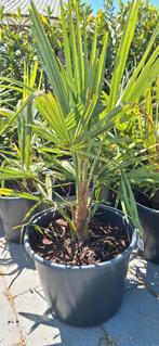 Winterharde palmen trachycarpus fortunei tuinplant, Ophalen, Zomer, Overige soorten, Halfschaduw