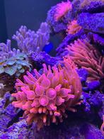 zeeaquarium Rode Tepelanemoonen / Rhodidactis, Nieuw, Overige typen, Ophalen