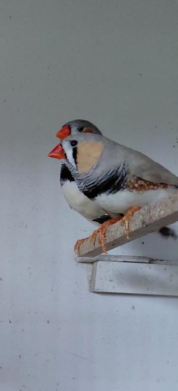 Zebravinken mannen  beschikbaar voor biedingen