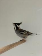 Boliviaanse bergkardinaal - Lophospingus pusillus, Meerdere dieren, Tropenvogel, Geringd